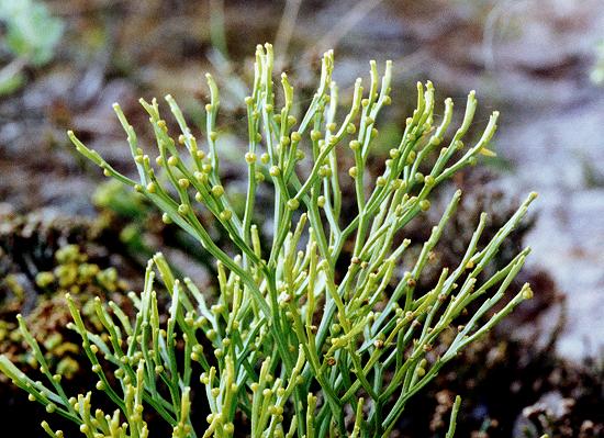 Psilotum nudum